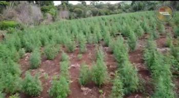 Nueva Alianza XXX: Hasta ahora eliminó 36 hectáreas de Marihuana